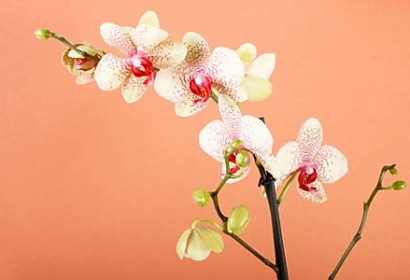 Fototapeta s orchideou 18516