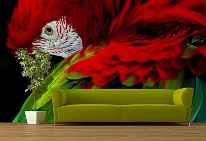 Fototapeta Parrot 113