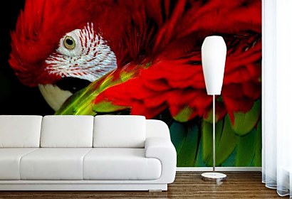 Fototapeta Parrot 113