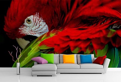 Fototapeta Parrot 113