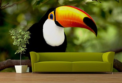 Fototapeta Toucan 3184