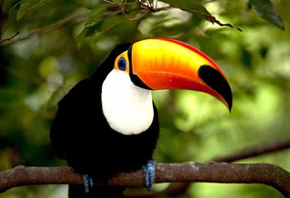Fototapeta Toucan 3184