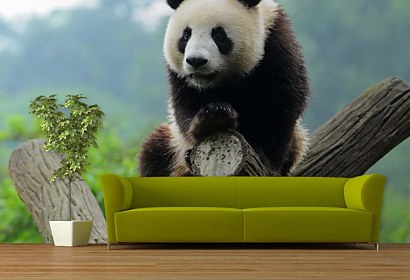 Fototapeta Panda 349