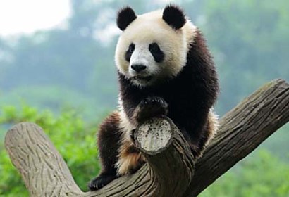 Fototapeta Panda 349