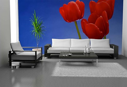 modré pozadie s tulipánmi - fototapeta