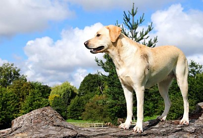 Fototapeta Labrador 3187