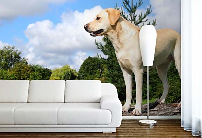 Fototapeta Labrador 3187