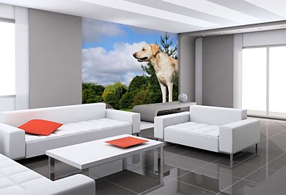 Fototapeta Labrador 3187