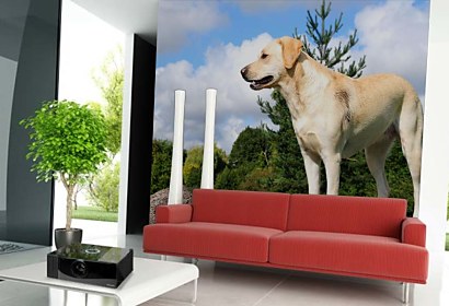 Fototapeta Labrador 3187