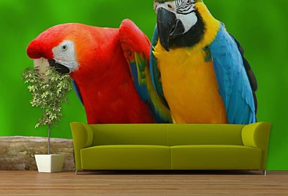 Fototapeta Parrots 3163