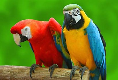 Fototapeta Parrots 3163