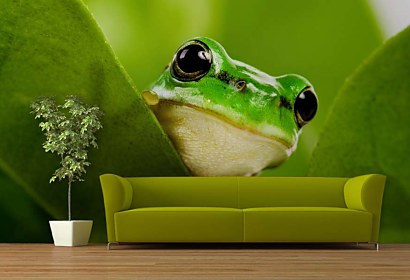 Fototapeta Frog 112