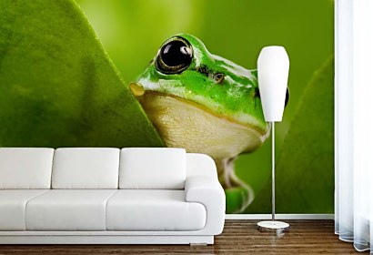 Fototapeta Frog 112