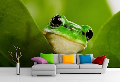Fototapeta Frog 112