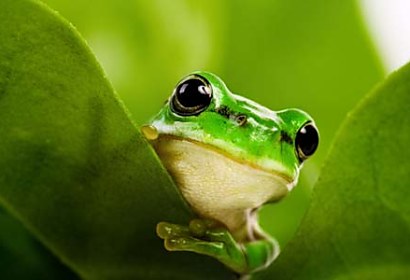 Fototapeta Frog 112