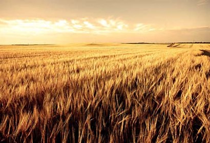Fototapeta Wheat Field 3204