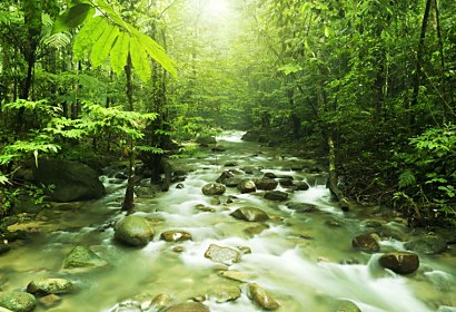 Fototapeta - Forest Stream 3227