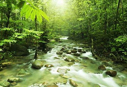 Fototapeta - Forest Stream 3227