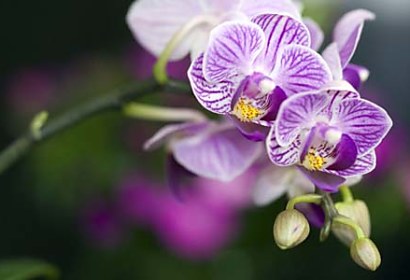 Tapeta - Orchidea Detail 18590