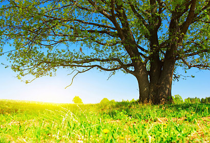 Fototapeta Summer Landscape 3274