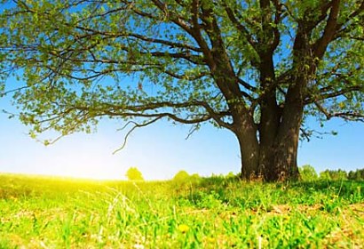 Fototapeta Summer Landscape 3274