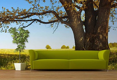 Foto Tapeta Tree and Blue sky 3258