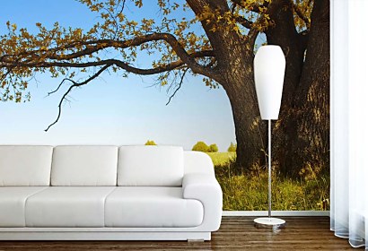 Foto Tapeta Tree and Blue sky 3258