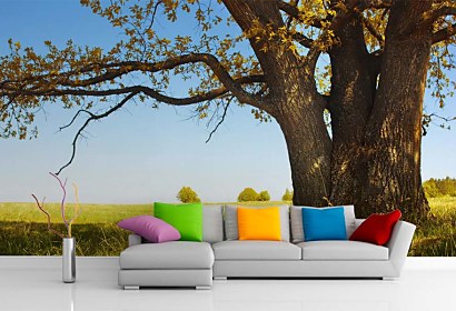 Foto Tapeta Tree and Blue sky 3258