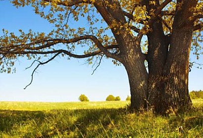 Foto Tapeta Tree and Blue sky 3258