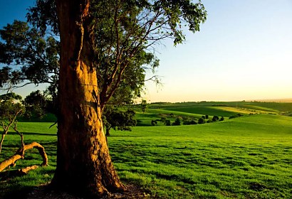 Fototapeta Tree and Meadow 3254