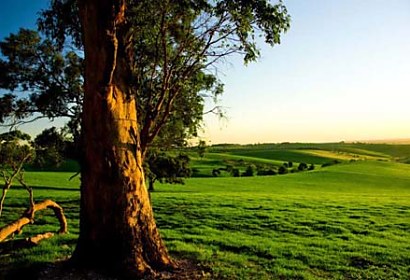 Fototapeta Tree and Meadow 3254