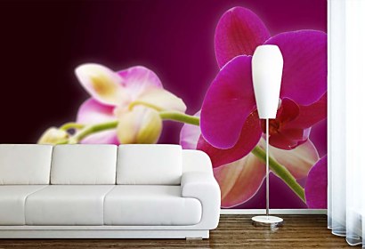 Fototapeta Orchids in Bloom 18605