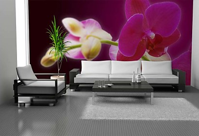 Fototapeta Orchids in Bloom 18605