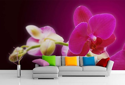 Fototapeta Orchids in Bloom 18605