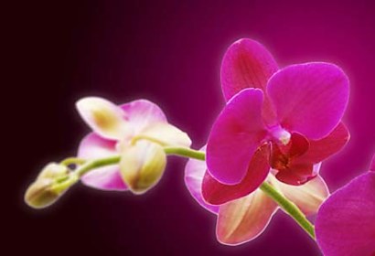 Fototapeta Orchids in Bloom 18605