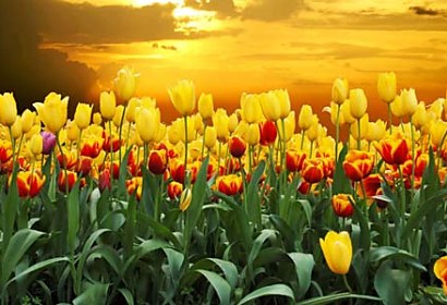 Fototapeta - Tulipány pri Západe slnka 98