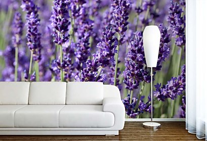 lavender field fototapeta