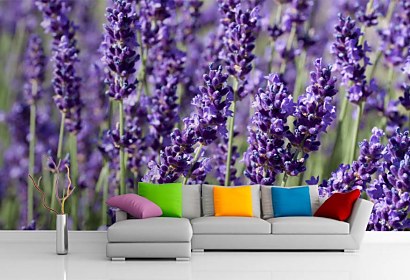 tapeta lavender field