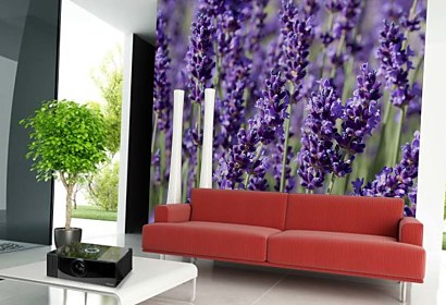 lavender - fototapeta