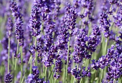lavender - fototapety