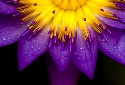 Fototapeta Flower Macro 18498