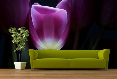 Fototapeta Tulipán vo fialovej farbe 3139