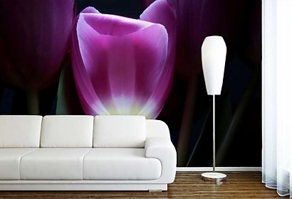 Fototapeta Tulipán vo fialovej farbe 3139
