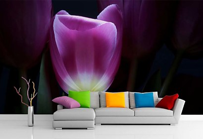 Fototapeta Tulipán vo fialovej farbe 3139
