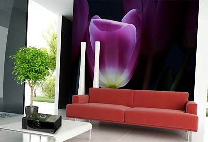 Fototapeta Tulipán vo fialovej farbe 3139