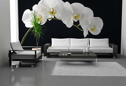 Fototapeta White Orchid 18547