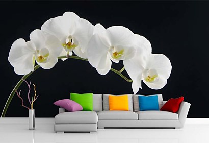 Fototapeta White Orchid 18547