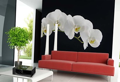 Fototapeta White Orchid 18547