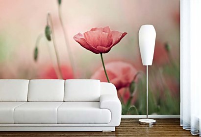 Fototapeta Poppy field 18635
