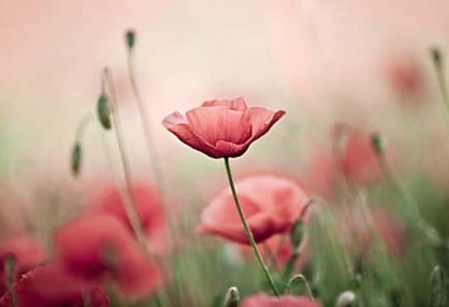 Fototapeta Poppy field 18635